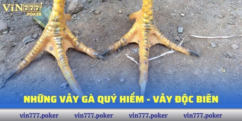 Những vảy gà quý hiếm - Vảy độc biên