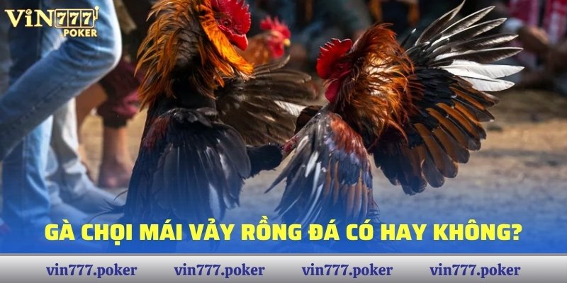 Gà chọi mái vảy rồng đá có hay không?