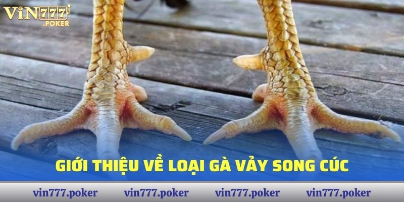 Giới thiệu về loại gà Vảy Song Cúc