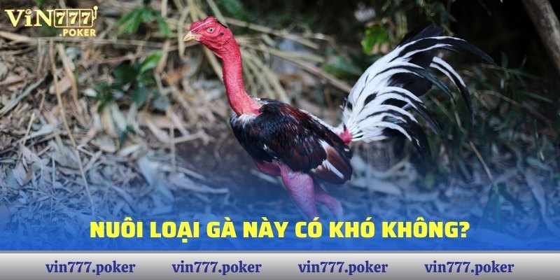 Nuôi loại gà này có khó không?