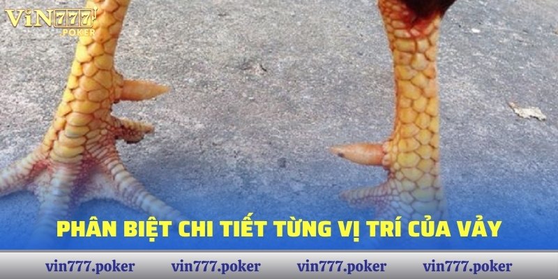 Phân biệt chi tiết từng vị trí của vảy