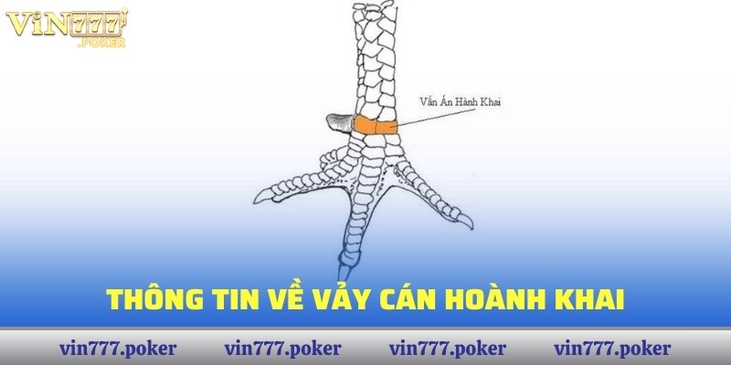 Thông tin về vảy cán hoành khai