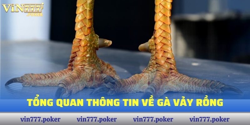 Tổng quan thông tin về Gà Vảy Rồng