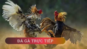 Hướng Dẫn Chơi Đá Gà Sabong Tại VIN777: Mẹo Thắng Lớn